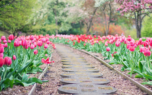 turf pro landscaping services